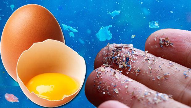 Yumurta akı filtresi mikroplastik sorununa çözüm olabilir mi? 'Fakülte toplantısında oturmuş sandviçime bakarken aklıma geldi'