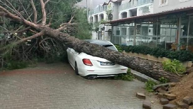 Muğla ve Antalya'da kuvvetli rüzgar: Ağaçlar devrildi, dev dalgalar oluştu