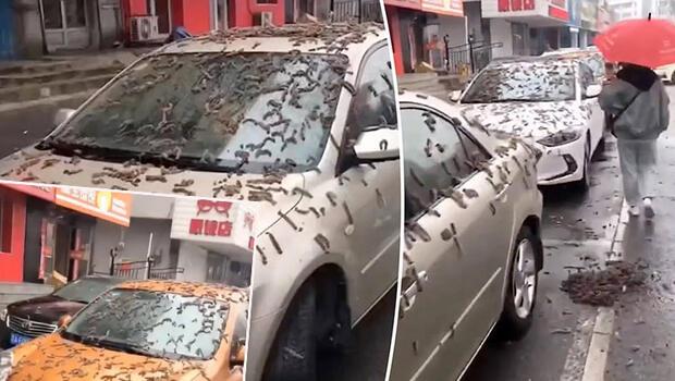 Görüntüler Çin'den... Gökyüzünden solucan yağdı! Beklenen açıklama geldi