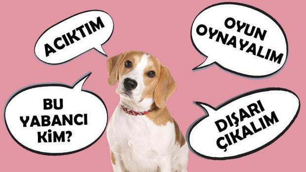 Dünya 'konuşan' köpekleri tartışıyor! Acıkınca 'mama' sıkılınca 'oyun' diyorlar... Komutla oyuncak getirmekten ne farkı var?