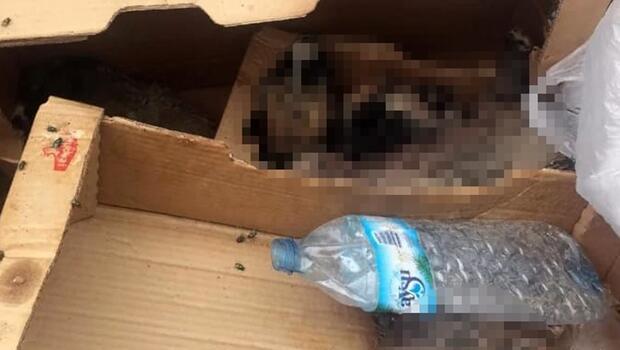 Burdur'da 6 yavru köpek ölü bulundu, soruşturma başlatıldı