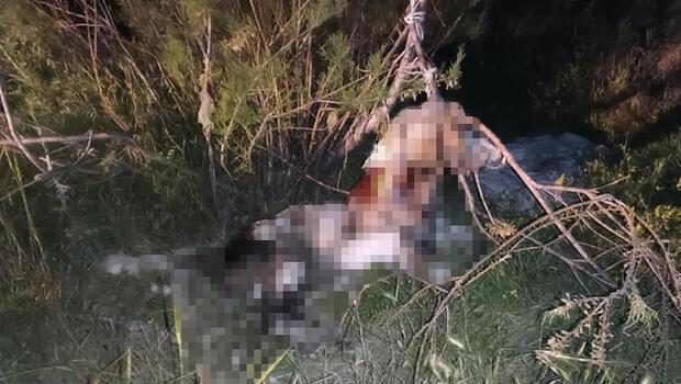 Ankara’da vahşet! 17 köpek ağaca asılmış halde bulundu