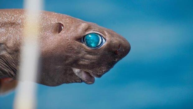 Antalya'da balıkçının oltasına takıldı: ‘Işık saçan’ köpek balığı...