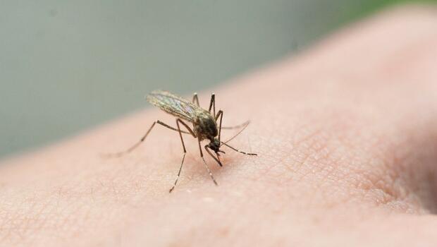 Sivrisinekleri anlama rehberi: Bizi neden ve nasıl ısırıyorlar? ‘Bazı insanların gerçekten sivrisinek mıknatısları var…’