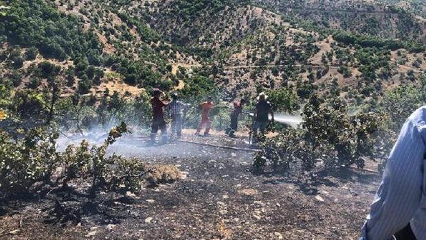 Bingöl’de orman yangını: Kontrol altına alındı