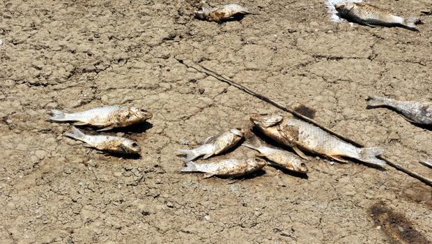 Bursa'da balık ölümlerinin nedeni belli oldu