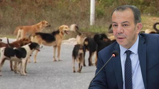 Bolu'ya farklı illerden gelip köpek bırakanlara 5 milyon TL'ye kadar ceza uygulanacak 