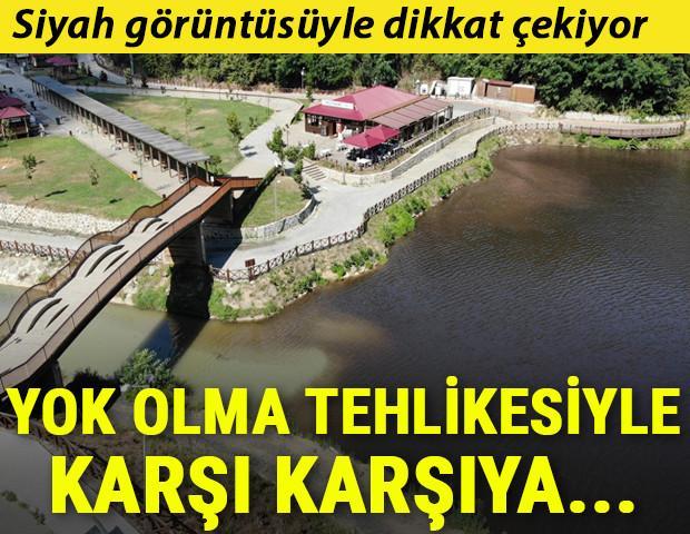Siyah görüntüsüyle dikkat çekiyor Yok olma tehlikesiyle karşı karşıya...
