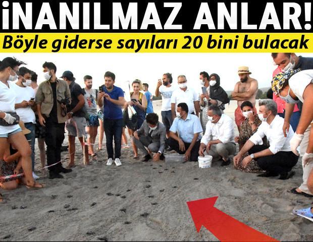 Böyle giderse sayıları 20 bini bulacak İnanılmaz anlar...