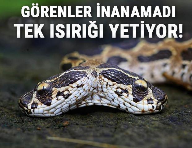 Hindistanda ortaya çıkan çift başlı yılan görenleri şoke etti