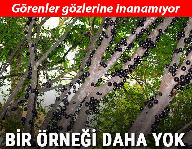 Görenler gözlerine inanamıyor Bir örneği daha yok