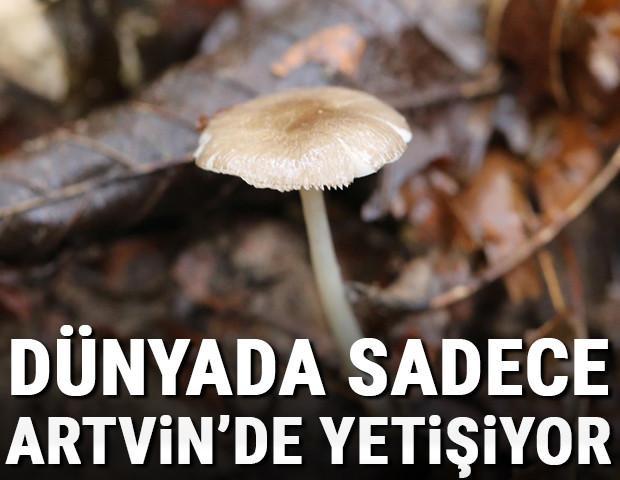 Dünyada sadece Artvinde yetişen bir mantar türü keşfedildi