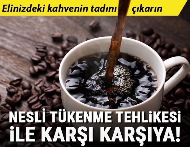 Eyvah, kahve türlerinin nesli tükeniyor Suçlu kim (Biz)