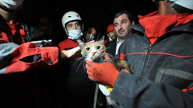 K-9 arama köpeği ’Bob’ enkaz altındaki kediyi kurtardı