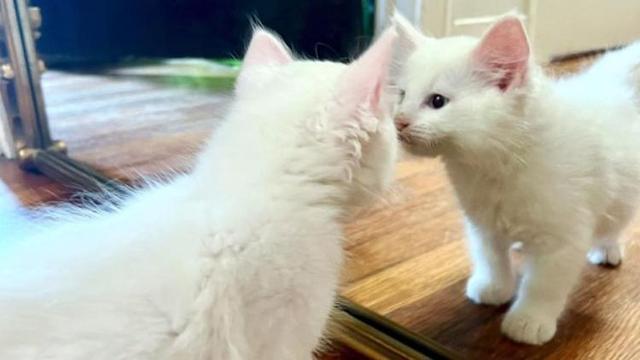 Hayatını kaybeden kedisini klonlattı! Görüntüsü aynıydı ama...