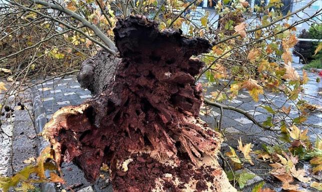 Son dakika... Antalyada şiddetli yağmur ve fırtına Yollar göle döndü, ağaçlar devrildi... Meteorolojiden yeni uyarı