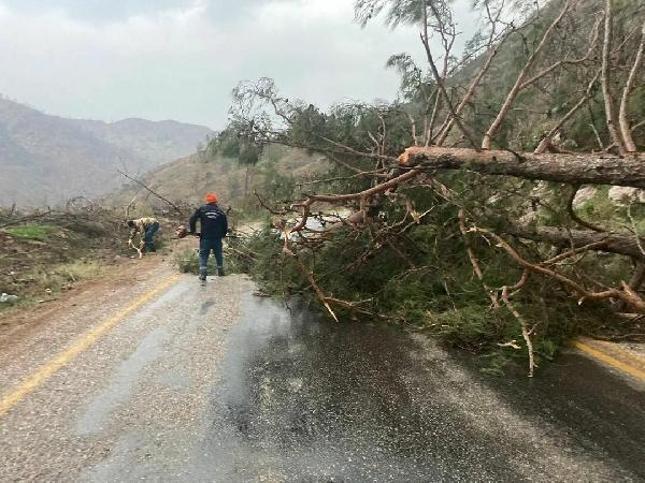 Son dakika... Meteoroloji uyarmıştı Muğla ve Antalyada kuvvetli rüzgar: Ağaçlar devrildi, dev dalgalar oluştu