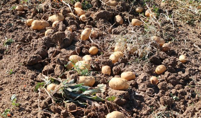 Hasadı yapıldı! 2021'de piyasaya sürülecek Hasadı yapıldı! 2021'de piyasaya sürülecek