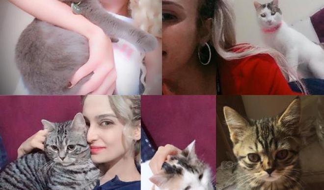 Kedileri vahşice öldürüldü Kedileri vahşice öldürüldü