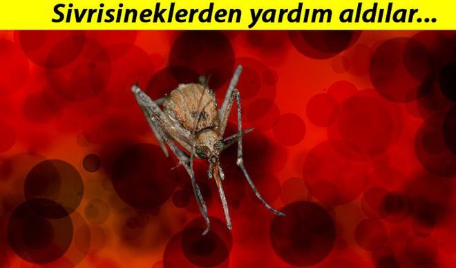 Japonya'dan çığır açacak buluş... Sivrisineğin koklama duyusundan kanser dedektörü geliştirdiler! Japonya'dan çığır açacak buluş... Sivrisineğin koklama duyusundan kanser dedektörü geliştirdiler!