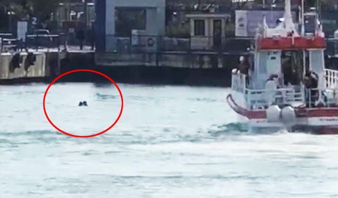 Kadıköy-Adalar vapurunda hareketli dakikalar! Hayatını Amerikalı turist kurtardı Kadıköy-Adalar vapurunda hareketli dakikalar! Hayatını Amerikalı turist kurtardı