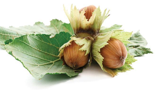 Fındığın geleceği makineli tarımda Fındığın geleceği makineli tarımda