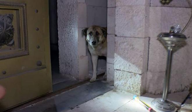 Beşiktaş Müzesi kapısına sıkışan köpeği, taraftarın... Beşiktaş Müzesi kapısına sıkışan köpeği, taraftarın...