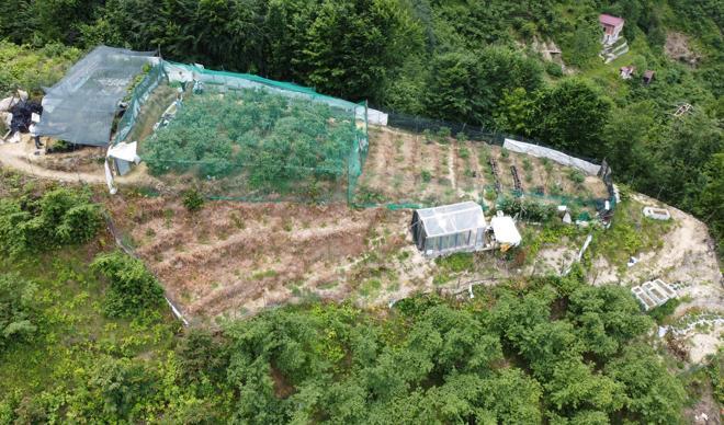 Trabzon'da likarba, Rize'de likapa, Giresun’da mavi yemiş... Yıllık 100 bin TL kazandırıyor Trabzon'da likarba, Rize'de likapa, Giresun’da mavi yemiş... Yıllık 100 bin TL kazandırıyor