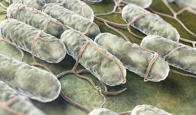 Salmonella nedir, nasıl bulaşır? Salmonella belirtileri ve tedavisi Salmonella nedir, nasıl bulaşır? Salmonella belirtileri ve tedavisi