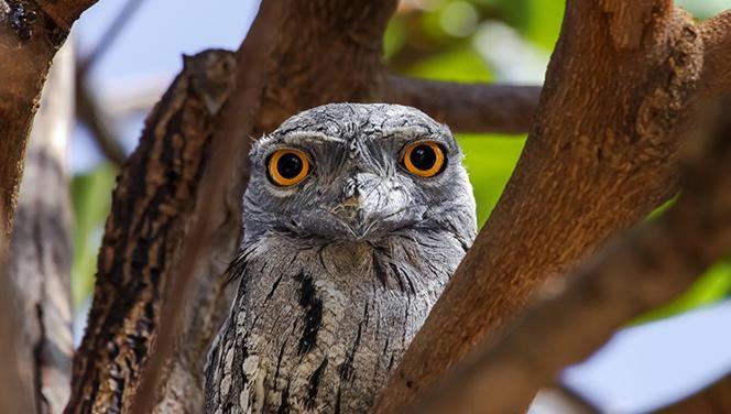 Sosyal medyanın güzellik algısını tersine çevirdi… İşte en ‘Instagram'lanabilir’ kuş frogmouth!