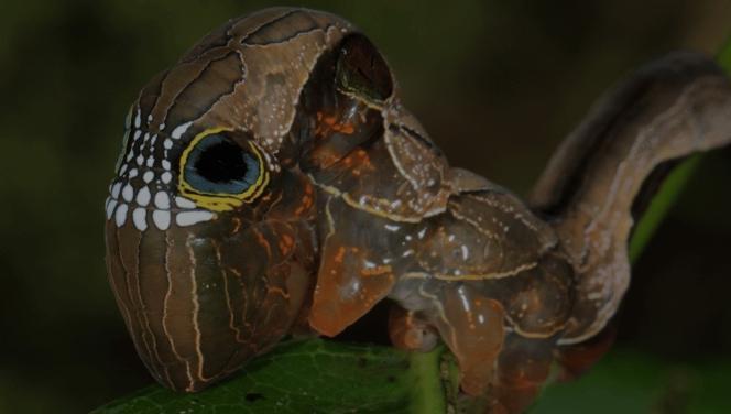Karikatür mü gerçek mi? Görenler gözlerine inanamıyor...