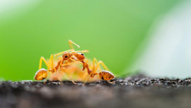 Bilim insanları şaşkın! Karıncalar akraba evliliğinden kaçıyor… 