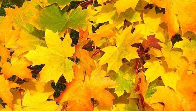 Eylül ayı ile ilgili mesajlar ve sözler sosyal medya gündeminde ... Ünlü şairlerin eylül şiirleri... Eylül ayı ile ilgili mesajlar ve sözler sosyal medya gündeminde ... Ünlü şairlerin eylül şiirleri...