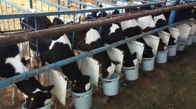 Çiftlik Banktan sonra Sütbank da battı