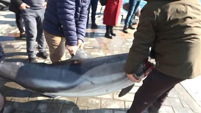 İstanbul Boğazında korkutan görüntü Karaya vurdular