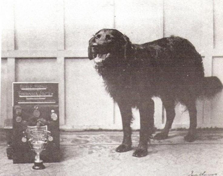 İnsanlık tarihindeki kahraman köpekler