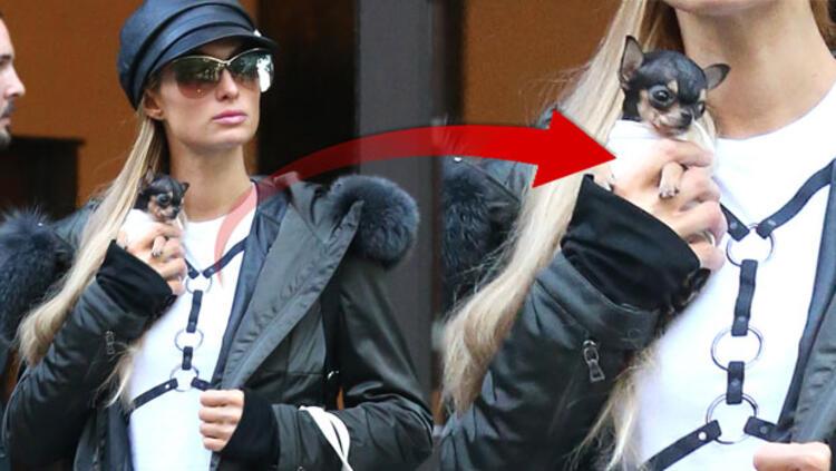 Paris Hilton Yeni Kopegine 25 Bin Tl Odedi Son Dakika Magazin Haberleri