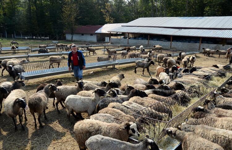 Romanov Cinsi Koyunlari Turkiye Nin Dort Bir Yanina Satiyor Son Dakika Ekonomi Haberleri