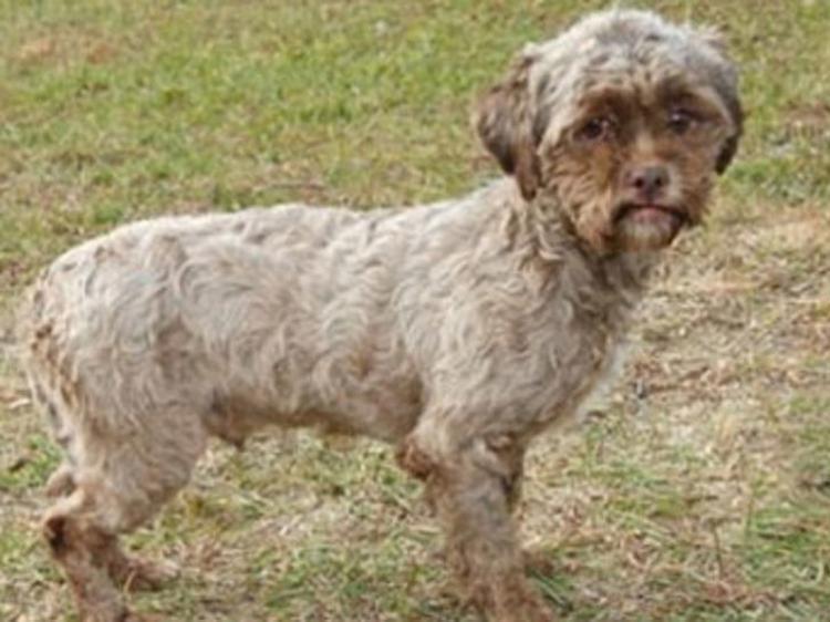 Sosyal Medya Karisti Insan Yuzlu Kopek Haberler Sosyal Medya Karisti Insan Yuzlu Kopek Haberler