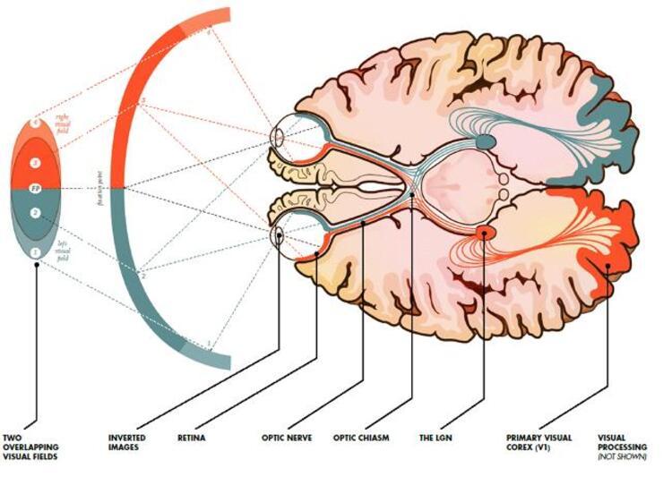 Brain eyes. Глаза и мозг взаимосвязь. Зрительный мозг. Зрение и мозг взаимосвязь.