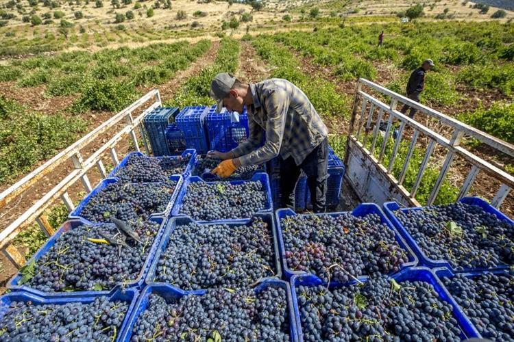 Dünyanın en güzel aromalı üzümü! Seyahatname'de bile yeri var