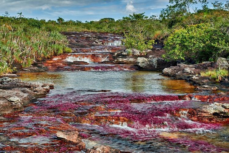 13- Cano Cristales, Beş Rengin Nehri, Kolombiya