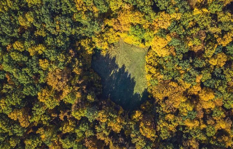 Hoia Ormanı (Pădurea Hoia) / Romanya