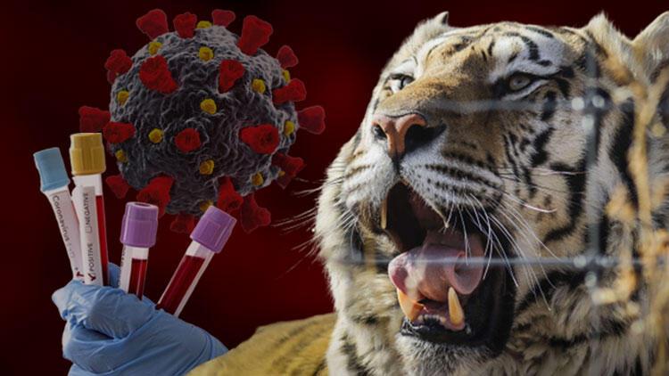 It surprised the world! Tiger corona virus test positive | News Maker