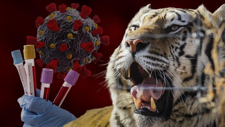 It surprised the world! Tiger corona virus test positive | News Maker