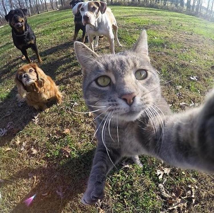 Selfie yapan komik kedi