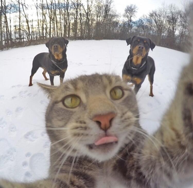 Selfie yapan komik kedi