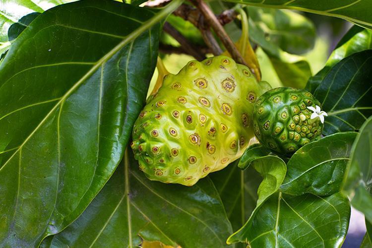 Fruti Noni