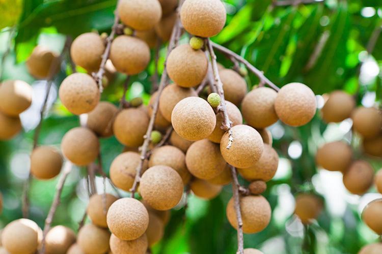 Longan