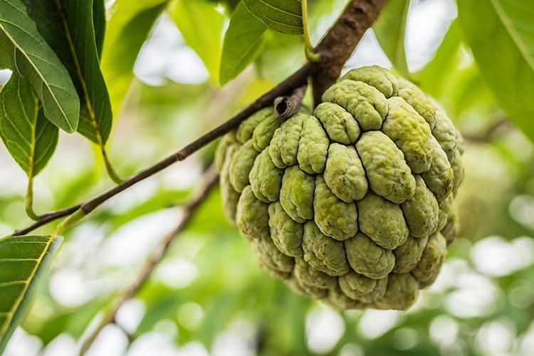 Cherimoya